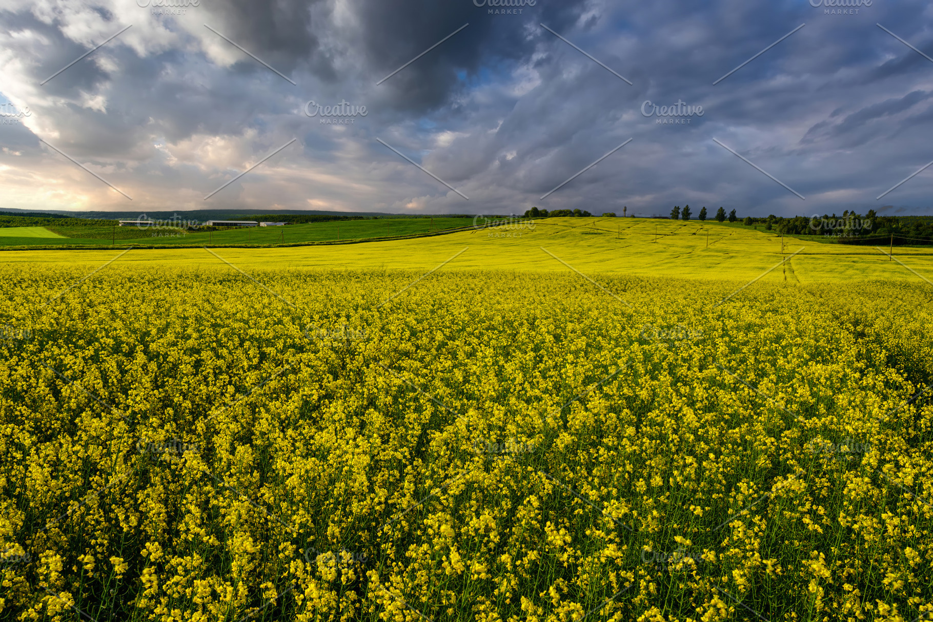 Yellow rapeseed field with a pathway through the blooming flower, a Nature Photo by Eugene_Photo