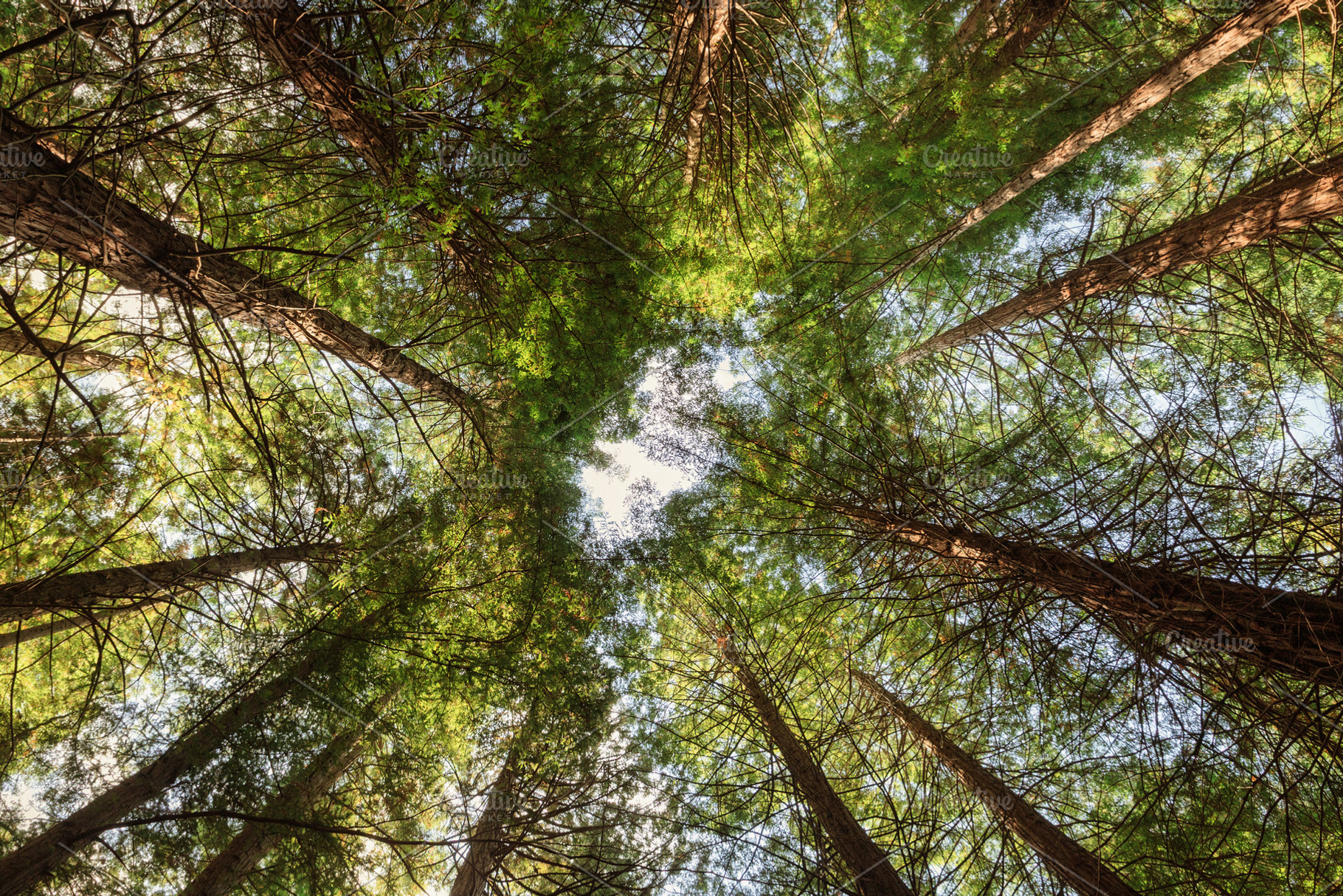 Skyward view between tall trees in a, a Nature Photo by Perpis