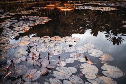 Pond with water lilies, reflections, a Nature Photo by SkyNext