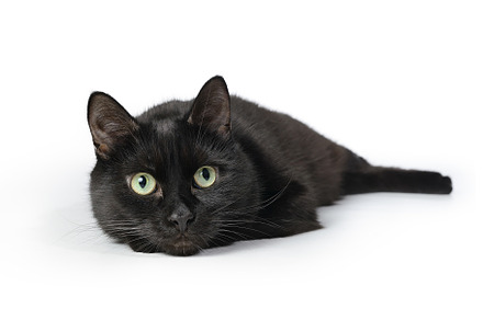 Black cat lying on a white, an Animal Photo by FedotovAnatoly