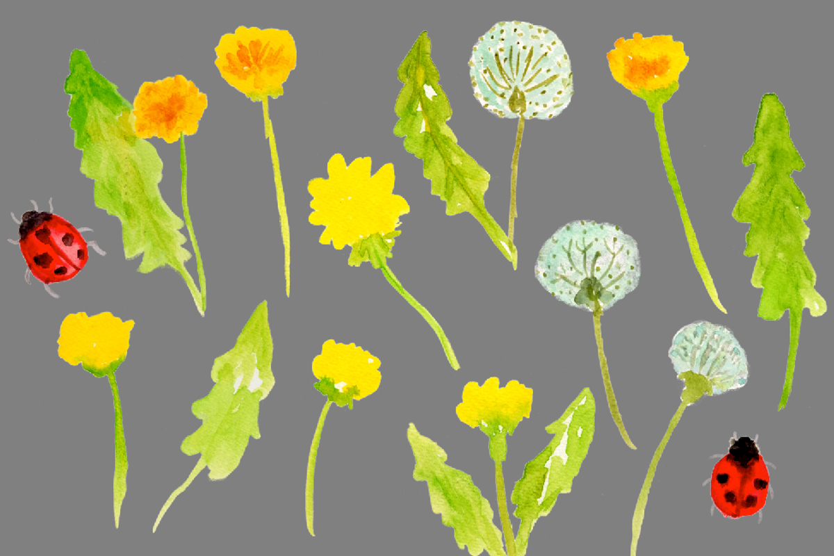 Watercolor Dandelions, an Illustration by Sandra Jones Art (Photo 2 of 2)