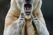 236 surprised animals, an Animal Photo by Handmadefont (Thumbnail 131 of 241)