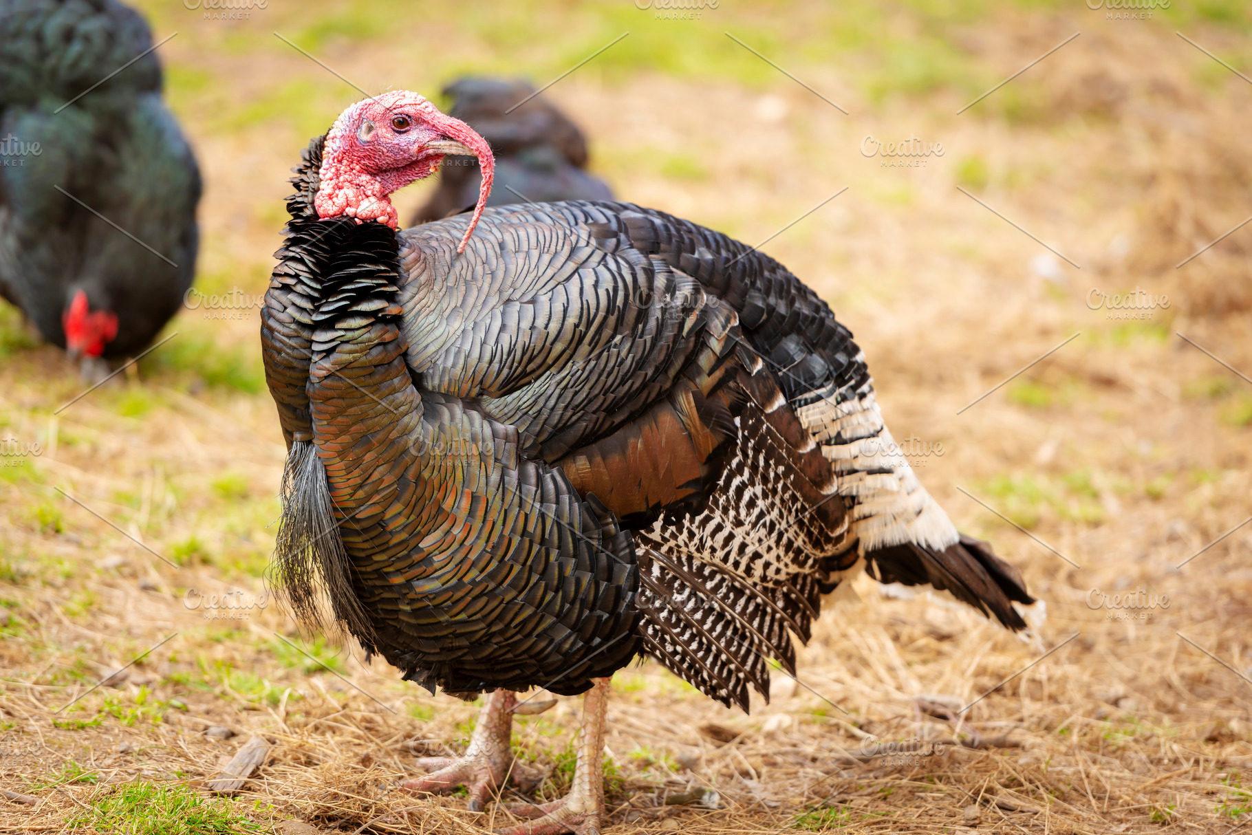 Live Turkey Bird, an Animal Photo by THP Creative