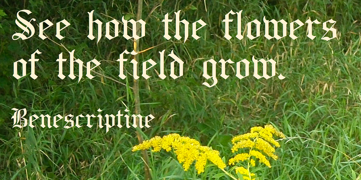BeneScriptine, a Blackletter Font by Ingrimayne Type (Photo 3 of 5)