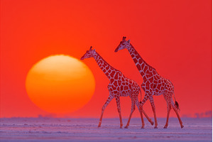 A giraffe is walking through the, an Animal Photo by ZinetroN