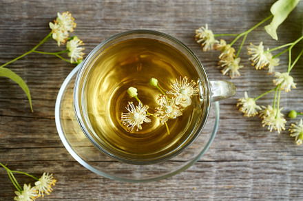 A cup of herbal tea with fresh linden flowers. Alternative medic, a Food & Drink Photo by Madeleine Steinbach