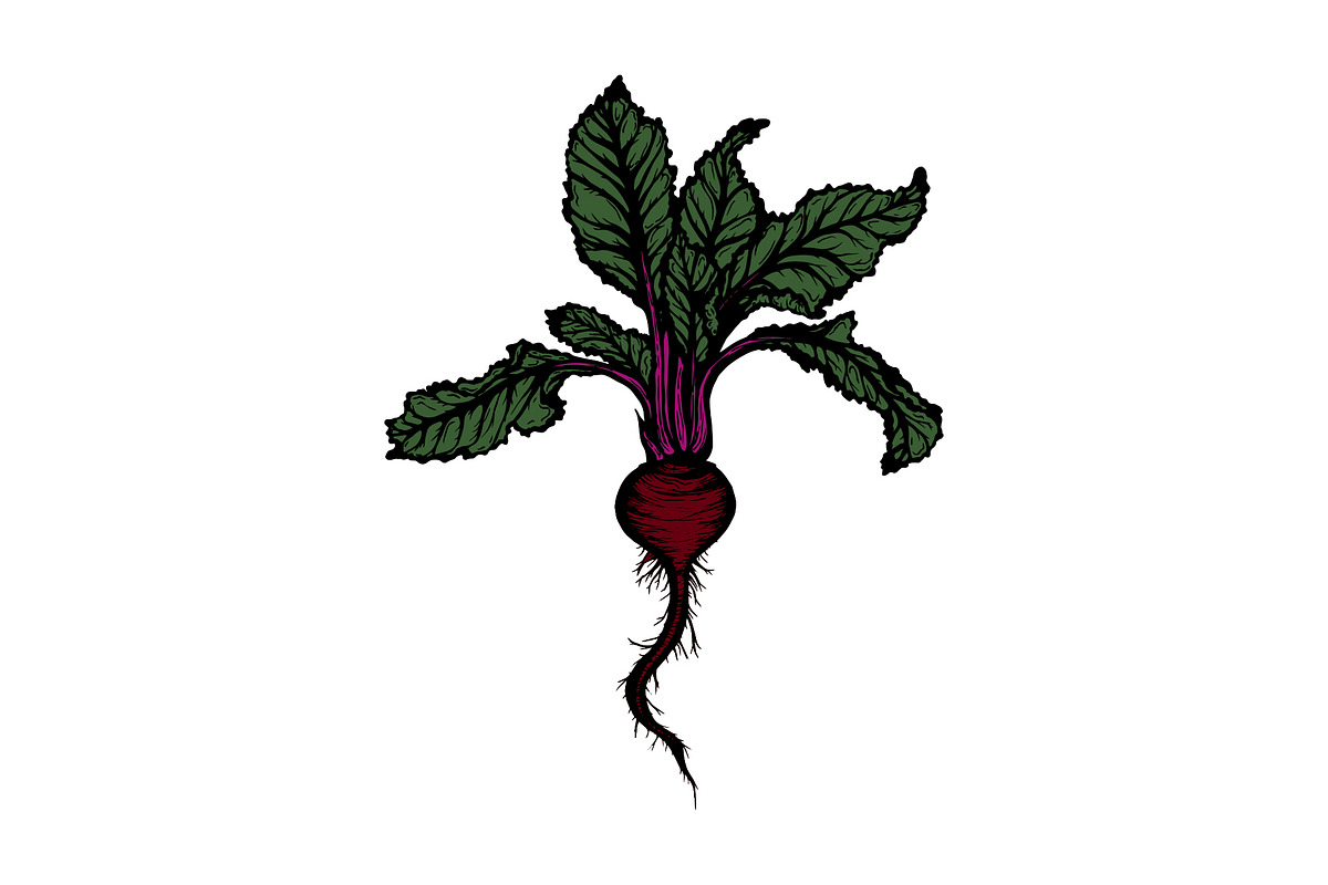 Hand Drawn Vector Beet Graphics, a Food Illustration by Dorey Kronick Art&Design (Photo 3 of 7)