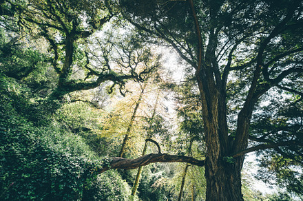 Sunlit forest with tall trees, a Nature Photo by SkyNext