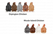 Chicken Breeds Clipart, an Animal Illustration by ColorfulPT (Thumbnail 6 of 7)