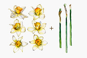 daffodil flower, an Illustration by OlyaSenko (Thumbnail 3 of 7)