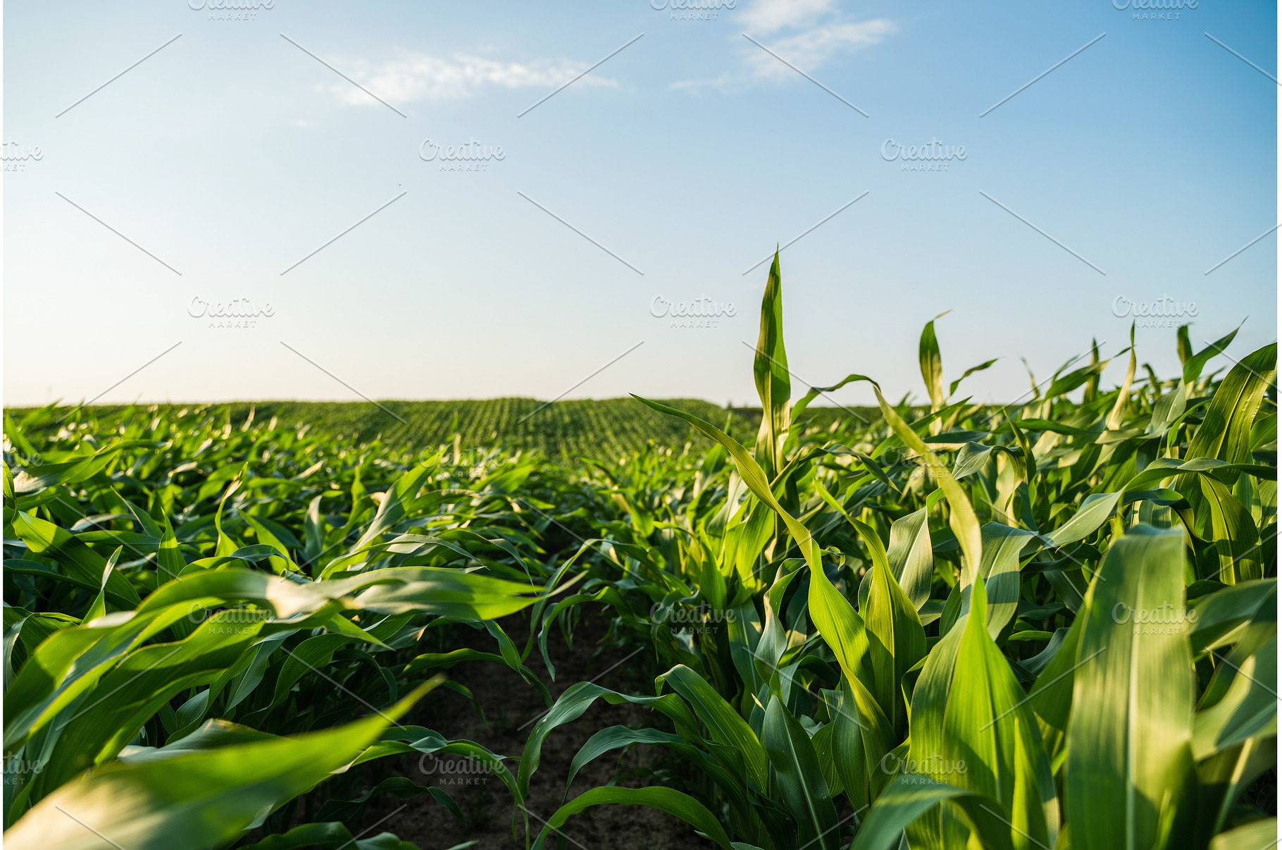 Row of vibrant green growing corn, a Nature Photo by volodymyrshtun13795