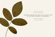 Autumn Leaves Clipart - 59 Images, an Object Illustration by Century Library (Thumbnail 4 of 10)