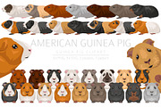 American Guinea Pig clipart, an Animal Illustration by pet design shop (Thumbnail 1 of 5)