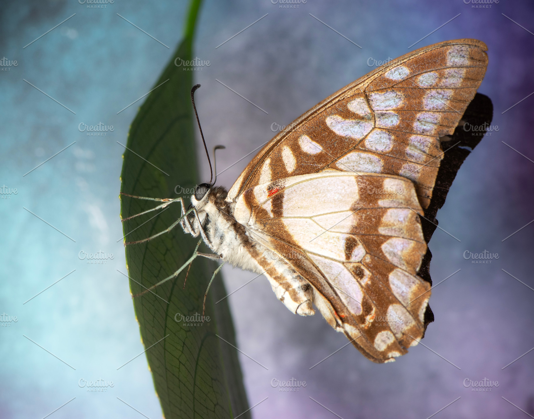 Pale Triangle Butterfly, an Animal Photo by Rob D Animal Photography