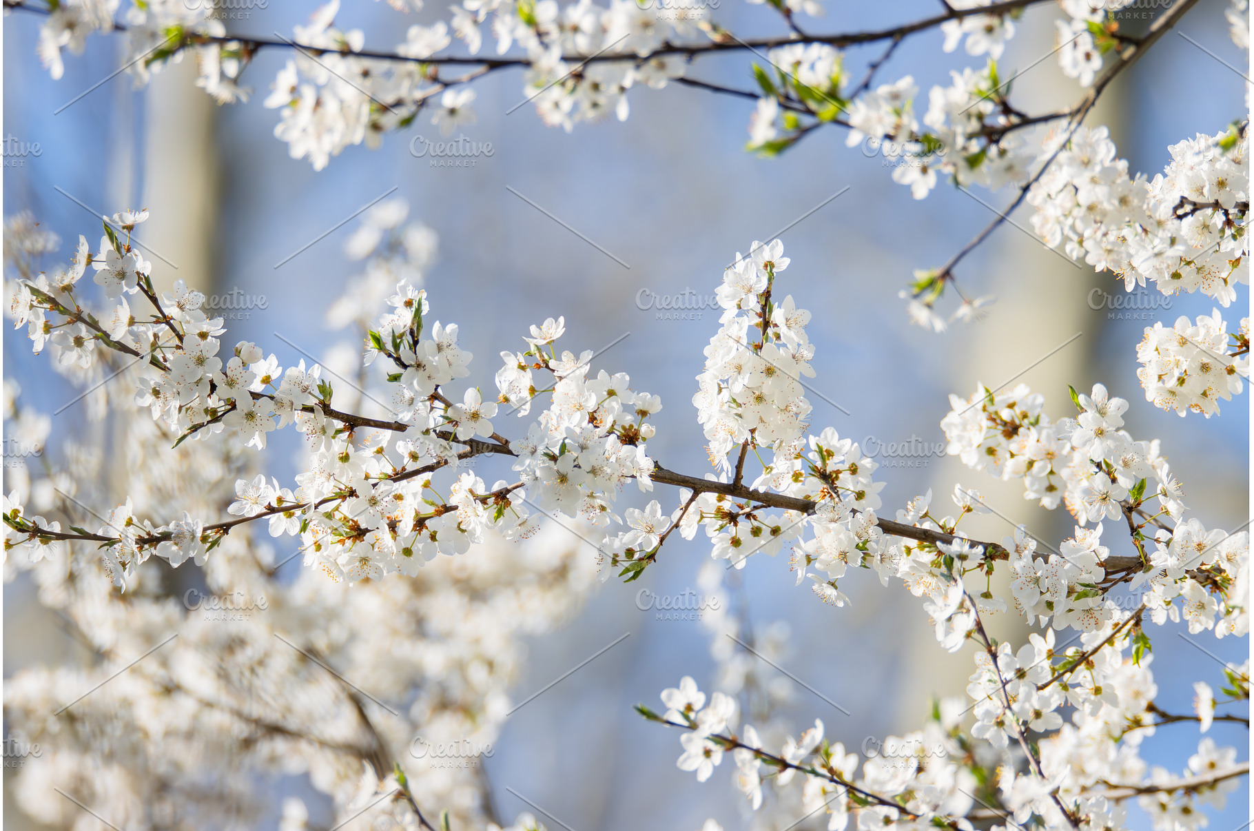 Blooming White Spring Tree Blossoms, a Nature Photo by Pakosta