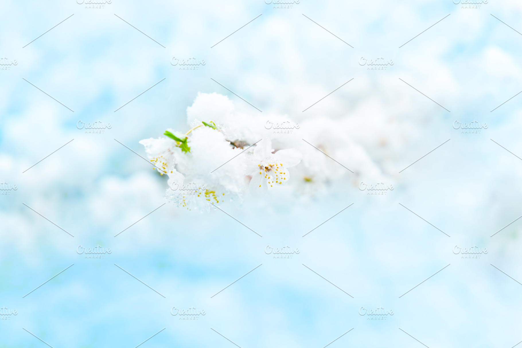 White flowers of branch cherry tree, a Nature Photo by Vapi