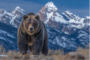 Yellowstone National Park in Wyoming, an Animal Photo by ZinetroN
