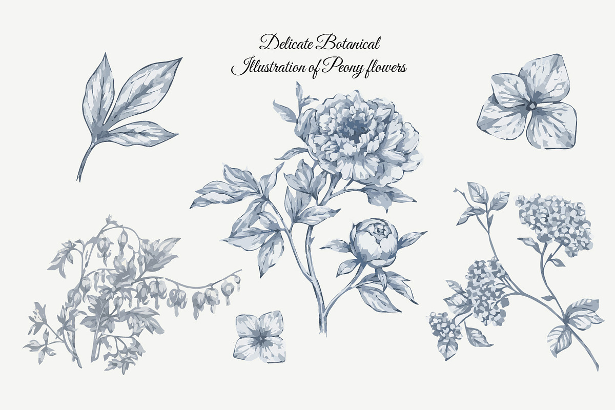23 Collection - Peony Flowers, an Illustration by By_Pedram (Photo 6 of 6)