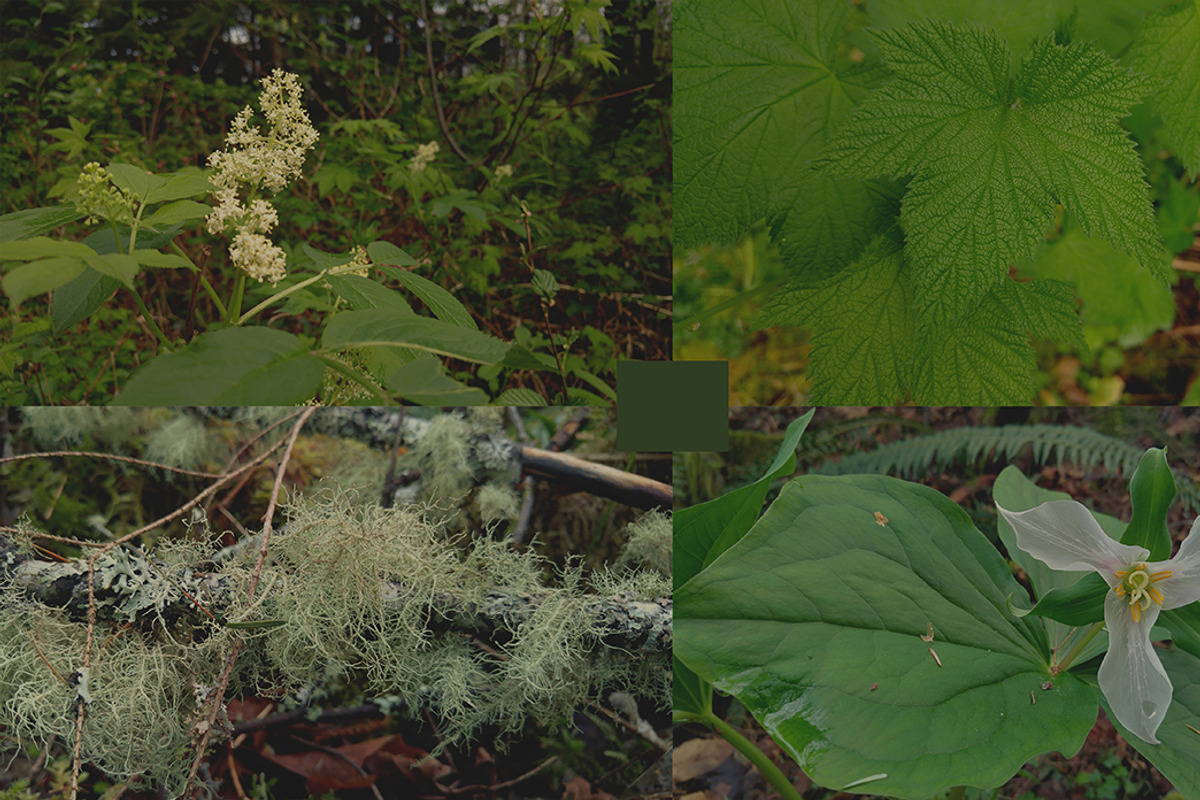 20 Pacific Northwest Forest Images, a Templates & Theme by Creatively Happy Studio (Photo 2 of 4)