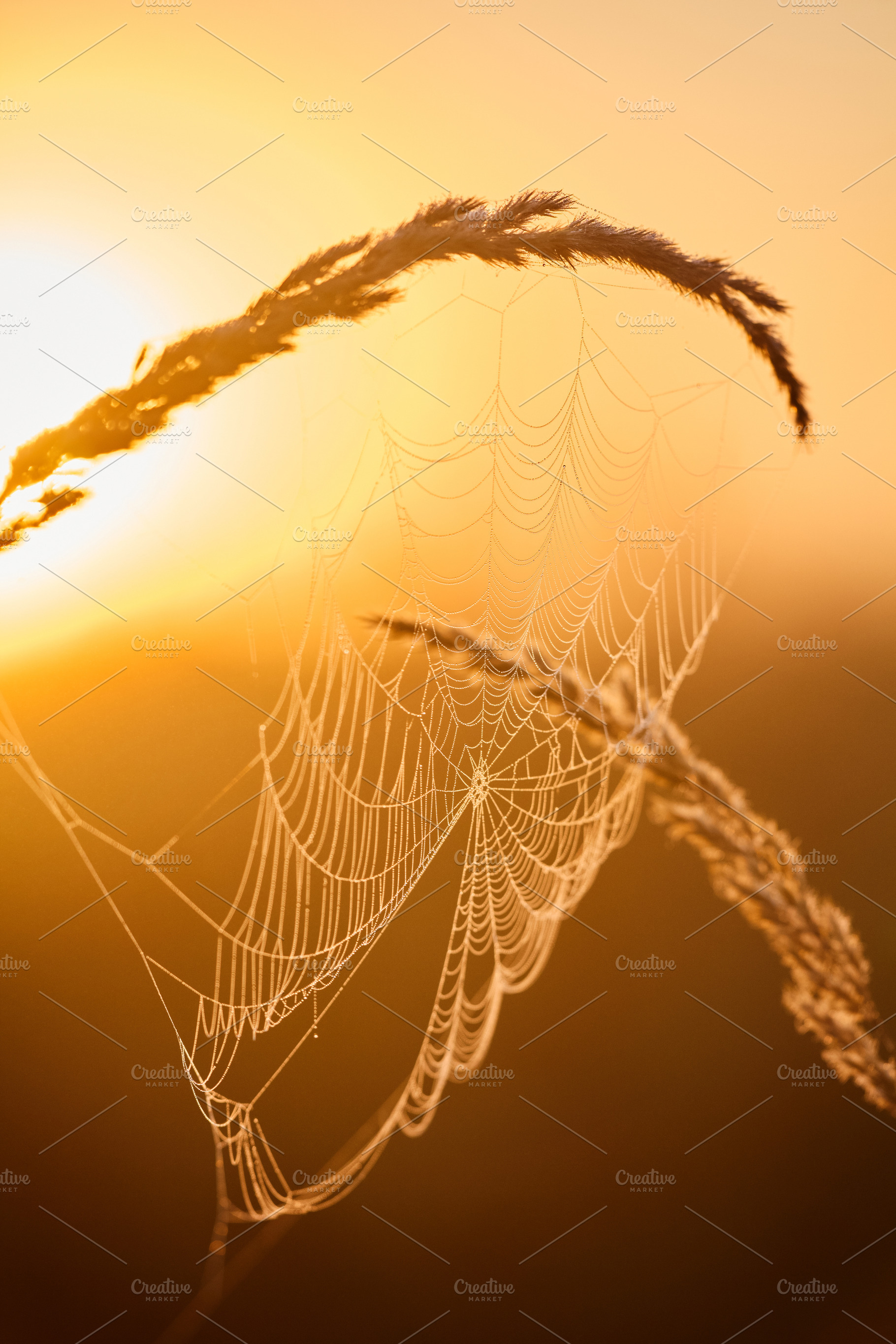 Dewy spider web on grass stalk backlit by golden sunrise light. Macro photograp, a Nature Photo by Rohan Photography