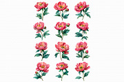 Watercolor Peony Clipart PNG, an Illustration by Libby Wishes (Thumbnail 2 of 5)