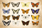 Antique Butterfly Atlas, an Illustration by Moonflora (Thumbnail 2 of 7)