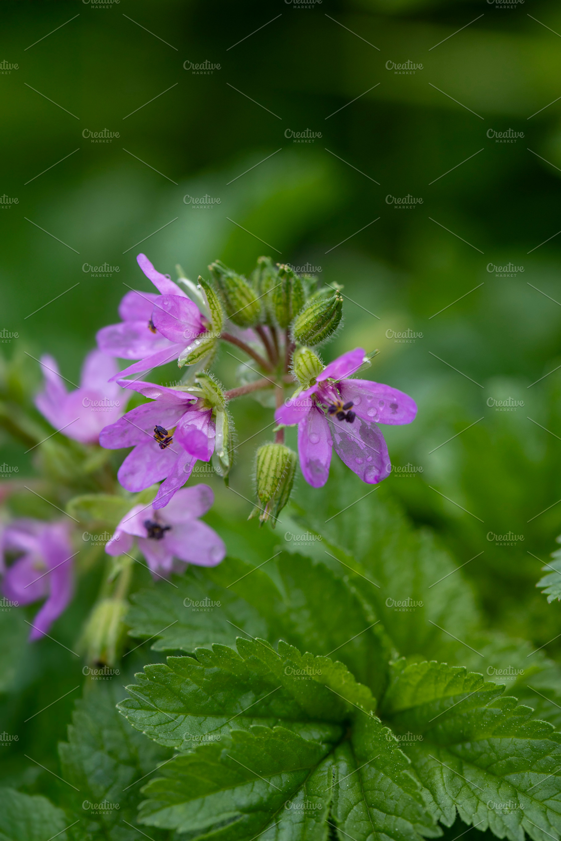 Beautiful purple wildflower blooms among green foliage, a Nature Photo by OSORIOartist