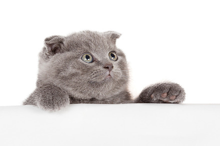 Grey kitty containing adorable, animal, and background, an Animal Photo by AlohaHawaii