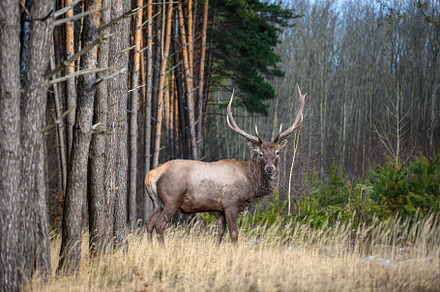 Adult male deer on a background of forest. Animal in natural hab, an Animal Photo by Byrdyak