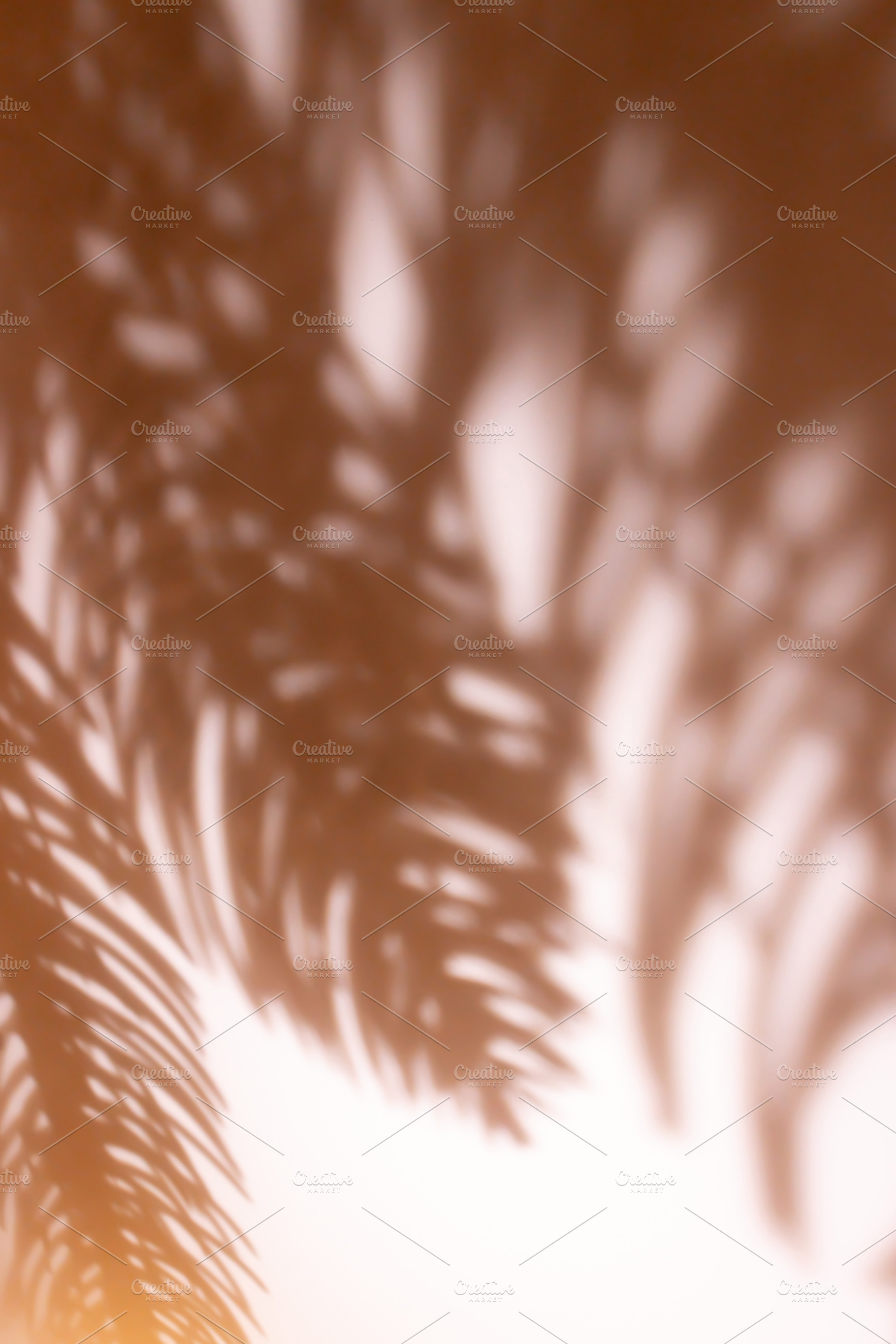 Shadows from fir tree branches., a Background Photo by rorygez fresh