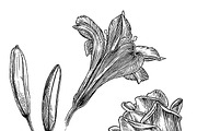 Ink flower set, a Decorative Illustration by RasterBird (Thumbnail 8 of 10)