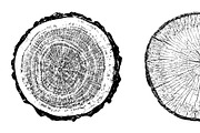 Woodlog Vector Template [i], an Object Graphic by 103cia (Thumbnail 1 of 3)