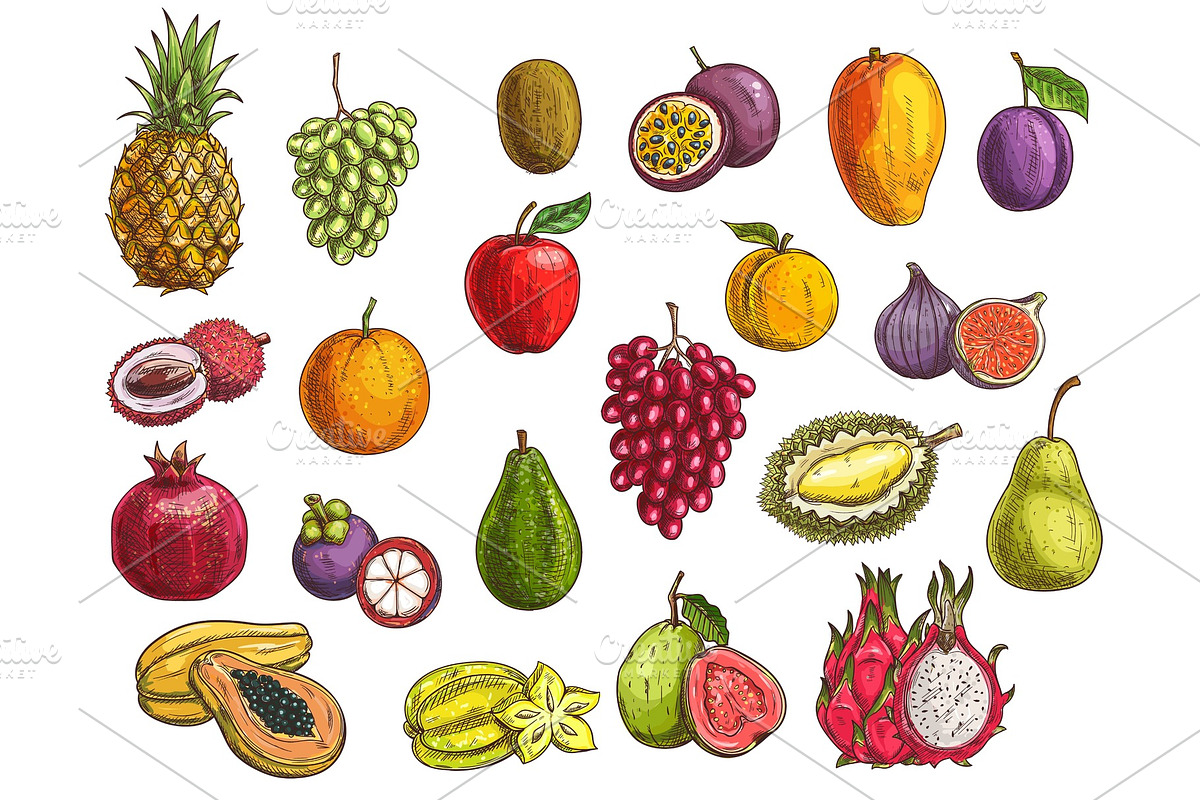 Fruit and berry sketches, a Food Illustration by Vector Tradition