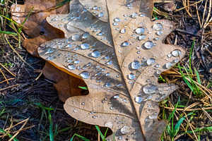 Fall Oak Leaves with Water Droplets, a Background Photo by Fascinadora