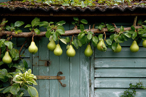 Pears grow on a wooden trellis, a Photo by Pavel_design