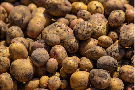 Harvest potatoes in the garden, a Food & Drink Photo by yanadjana