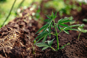 Bush marijuana cannabis on blurred b containing cannabis, green, and hand