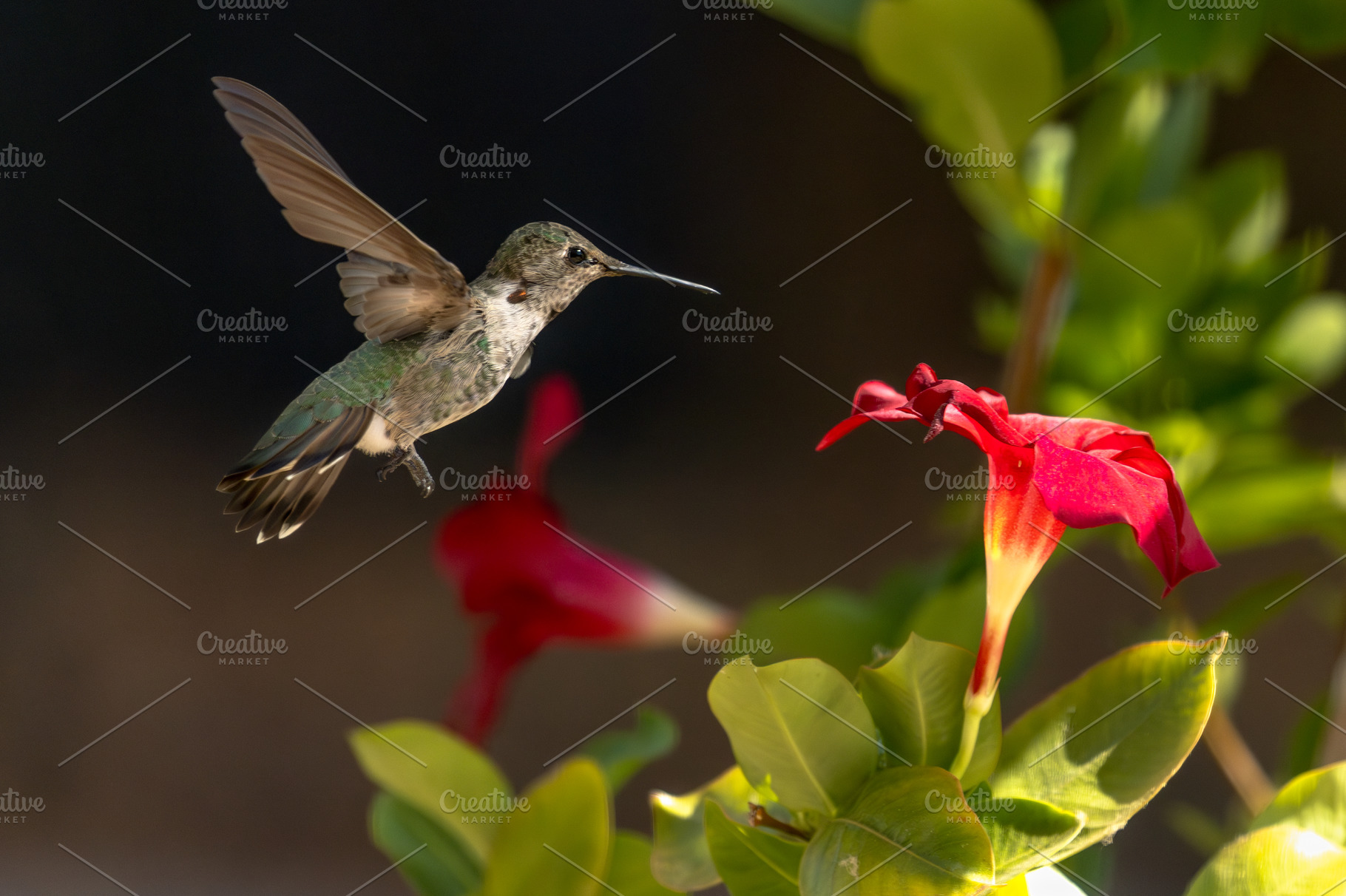 Annas hummingbird in Flight, a Photo by Andy Dean Photography