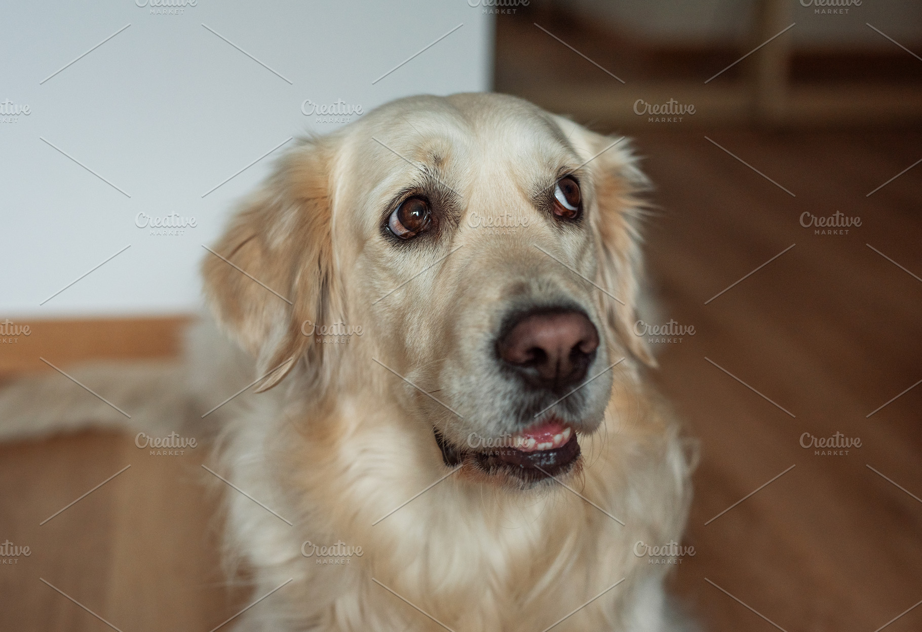 Golden retriever dog looking up with devoted eyes, an Animal Photo by Olena Rudo