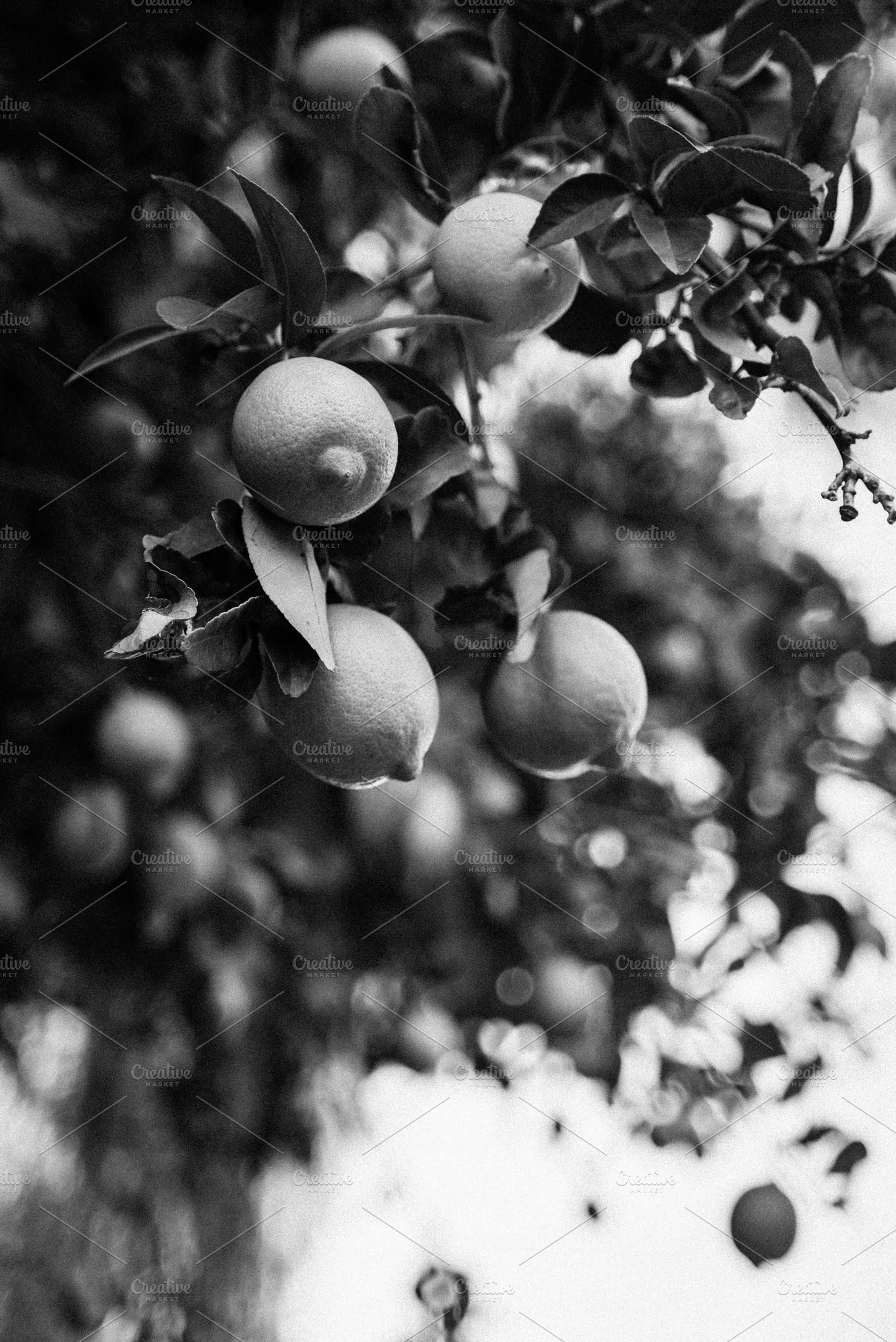 Lemon Stock Photo | Black & White, a Nature Photo by THE SELLER SOCIETY