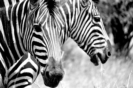 Zebras containing zebras, animals, and animals in wild