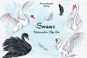 Swans Watercolor Clip Art, an Animal Illustration by BarvArt (Thumbnail 1 of 4)