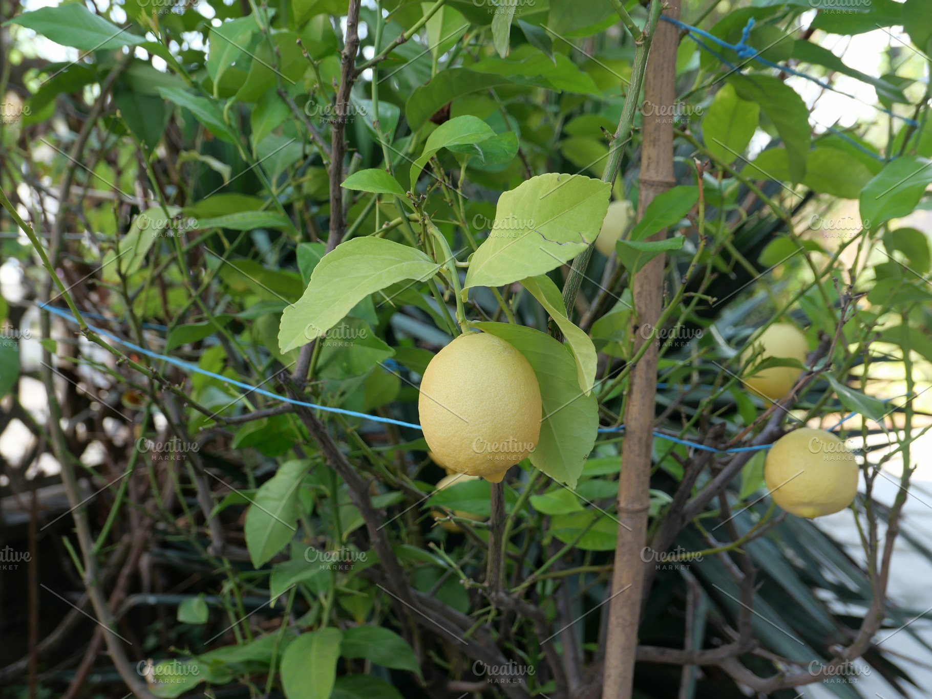 lemon fruit plant, a Photo by WorldOfPhotos