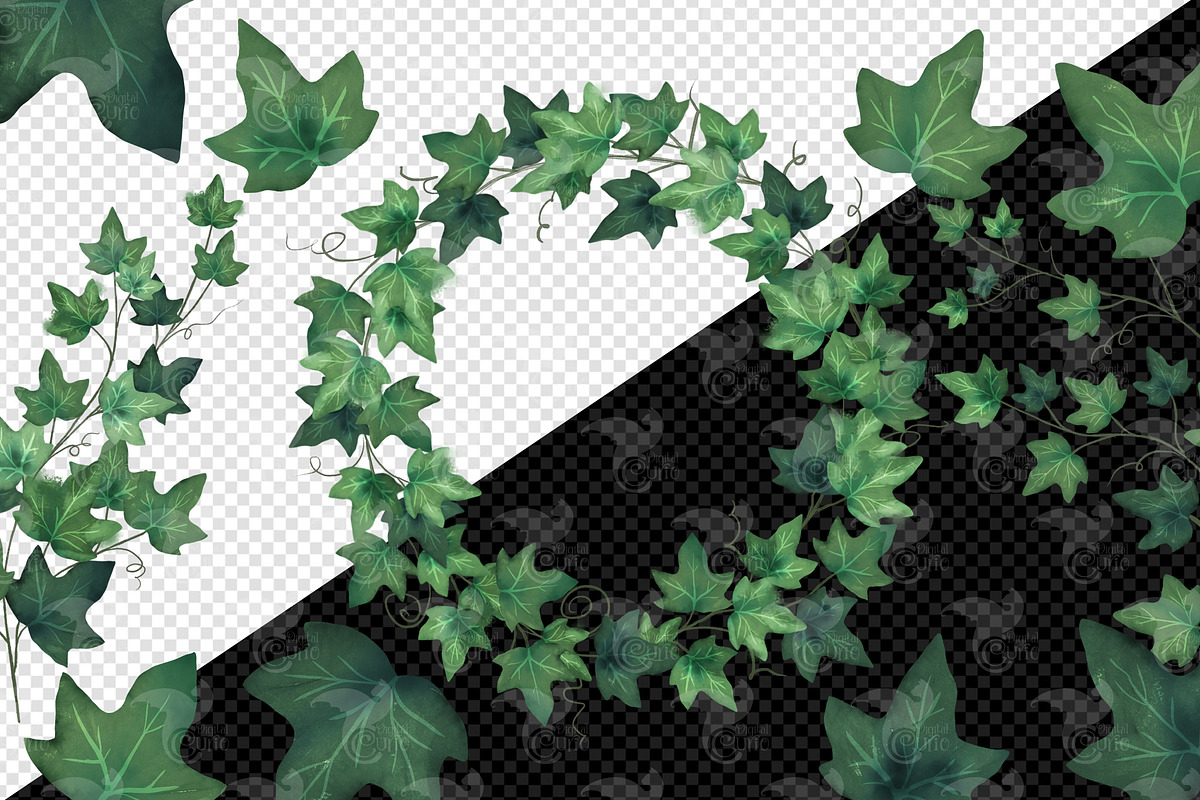 Watercolor Ivy Clipart, an Illustration by Digital Curio (Photo 3 of 5)