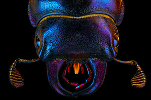 European rhinoceros bug portrait