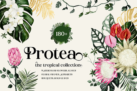 Protea - tropical collection