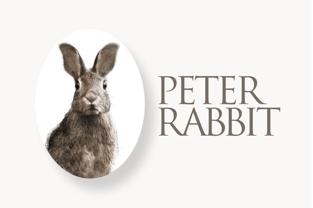 Peter Rabbit II, an Animal Illustration by Digital Art Downloads (Photo 1 of 3)