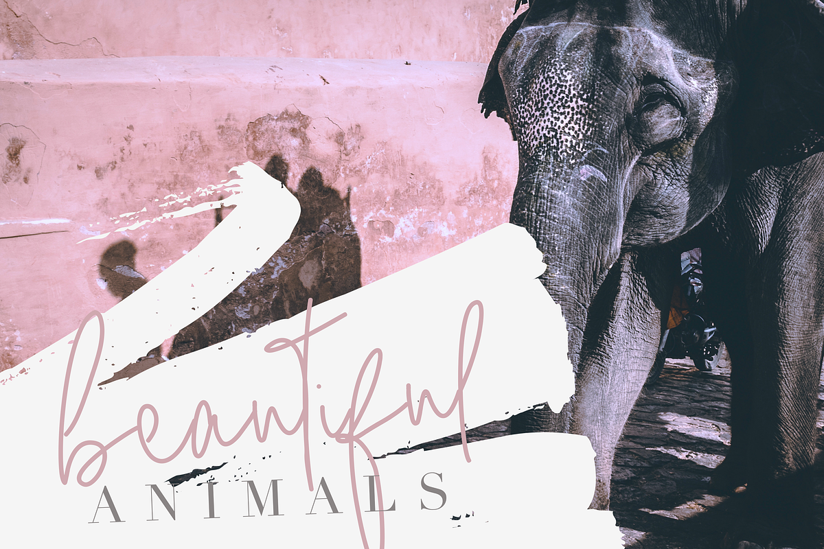 Serendipity Font - Chic Script preview 6