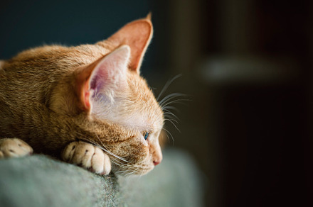 Ginger cat stock photo containing cat and ginger, an Animal Photo by Photoweb00