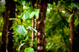 Forest Leaves, a Nature Photo by THP Creative